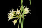 Gulf coast swallow-wort